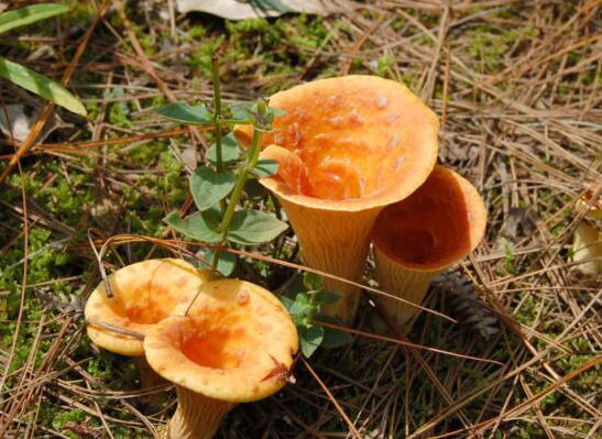 盤點(diǎn)云南美味野生菌和常見有毒野生菌