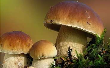 舌尖上的云南野生菌，燃燒著每個(gè)吃貨的味蕾