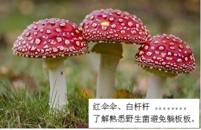 預(yù)防毒蘑菇中毒，這些事你該知道